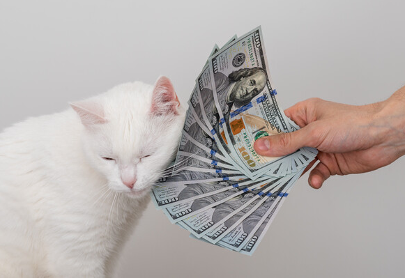 cat rubbing against dollar bills